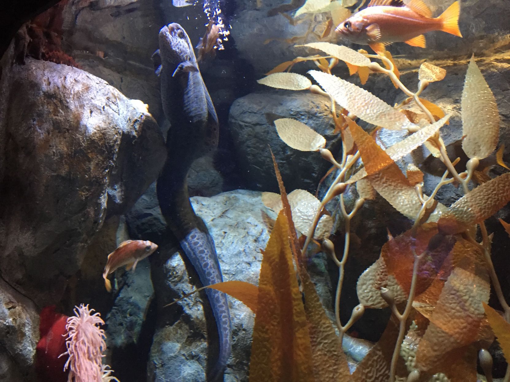 Greensboro Science Center's wolf eel